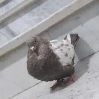 سینه مشکی ماده کاکلی|پرنده|مشهد, هفده شهریور|دیوار