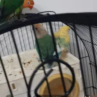 طوطی برزیلی  مولد