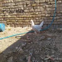 مرغ محلی|حیوانات مزرعه|زرقان, |دیوار