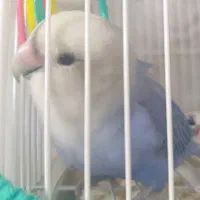 طوطی برزیلی|پرنده|سراب, |دیوار