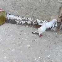 پرنده|پرنده|فاروج, |دیوار