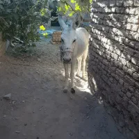 فروش ماده کره الاغ  خر ماچکی