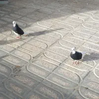 یه ۱۰تا۱۲ کفتر خوب رنگی هوای زیر قیمت معاوضه