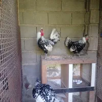 مرغ وخروس .پولند واپنزلر