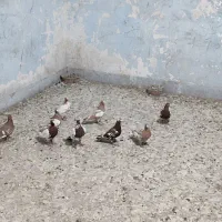 کارل میلیمنز