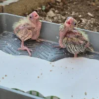 جوجه عروس هلندی