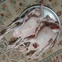 اردک زنده و پاک شده محلی و تخم نطفه دار اردک محلی