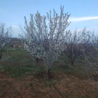 خانه-باغ-1500-متری-دارای-مجوز-کامل