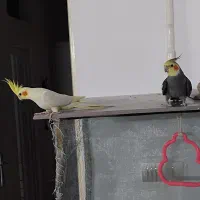 فروش عروس هلندی نر و ماده|پرنده|قوچان, |دیوار