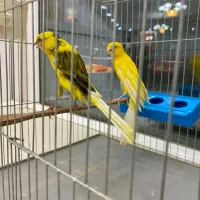 قناری|پرنده|قدس, شهرقدس|دیوار