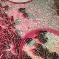 جوجه بلدرچین و جوجه مرغ محلی