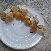 میوه فیسالیس