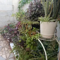 استند گل فلزی،گل و گلدان|گل و گیاه طبیعی|الوند, |دیوار