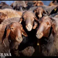گوسفند زنده جهت قربانی