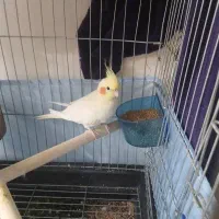 عروس هلندی ماده آماده دستی کردن یا جفت گیری