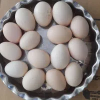 سلام،فروش تعدادی محدود، تخم نطفه دار سبرایت بوف