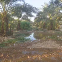 درآوردن پاجوش بچه نخل تکریب وهمه کارهای نخل|خدمات باغبانی و درختکاری|رامشیر, |دیوار