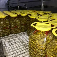 زیتون وروغن زیتون صدرصد تضمینی|عمده‌فروشی|گیلوان, |دیوار