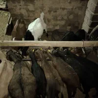 بز ماده آبستن پاکستانی و مورسیا و بز نر آلپاین|حیوانات مزرعه|دماوند, دماوند|دیوار