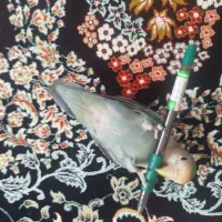 طوطی برزیلی آموزش دیده