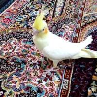 طوطی‌زیبا|پرنده|بوئین زهرا, |دیوار