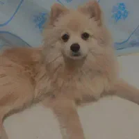 سگ پامرفروشی|سگ|قدس, شهر‌قدس|دیوار