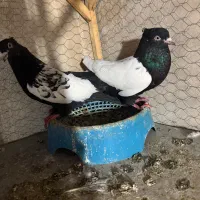 سینه سیاه جفتگاه