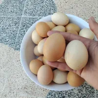 تخم مرغ محلی خانگی درجه یک درشت