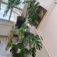 برگ انجیری مانسترا