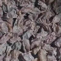 کشمش افتابی