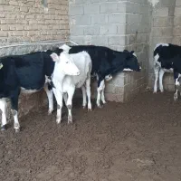 گاو گوساله تلیسه|حیوانات مزرعه|مرودشت, رامجرد یک|دیوار