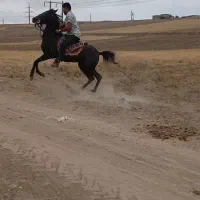 اسب|اسب و تجهیزات اسبسواری|نیر (اردبیل), |دیوار