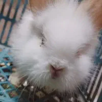 خرگوش لپ مینی|موش و خرگوش|مشهد, آیت الله خامنه‌ای|دیوار