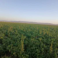 اجاره زمین کشاورزی با اب