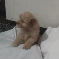 توله سگ پا کوتاه