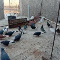 کبوتر