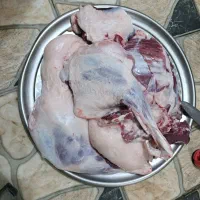 بره .بز.بزغاله .چپش.