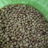 لوبیا چیتی  کوشا حدودا ۳ تن