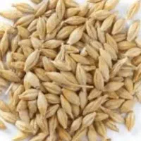 جو بذری و خوراک دام