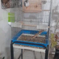 ِیه جفت کوتوله برزیلی سفیدنروماده|پرنده|شیراز, محراب|دیوار