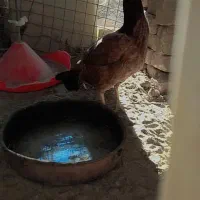 ماکیانلاری|حیوانات مزرعه|سراوان, |دیوار