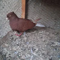 یک جفت سرخ دم سفید ماده پر خال سیاه