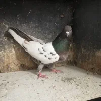کبوتر تکپر کاکلی و رنگی