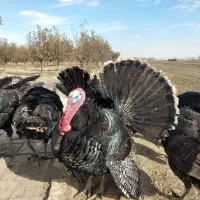 بوقلمون  محلی برنز نر و ماده سالم