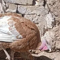 بوقلمون بوربورن