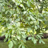 نهال گــردوی مرغوب و با سازگاری بالا|خدمات باغبانی و درختکاری|مریوان, |دیوار