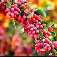 زرشک تازه|خوردنی و آشامیدنی|شیراز, احمدآباد|دیوار