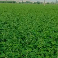 شناسنامه به نام علی عیسی وند گم شده