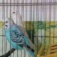 یک جفت مرغ عشق مولد معاوضه با جوجه قناری