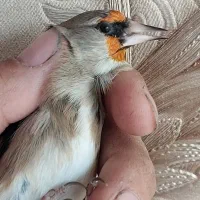 سهره|پرنده|ابریشم, |دیوار